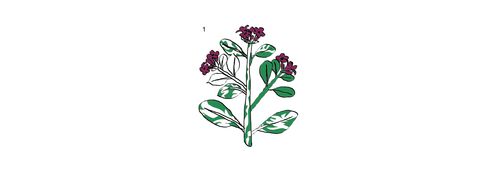 Figure 1 for Q29: Random Sorting of Chloroplasts in a Variegated Plant