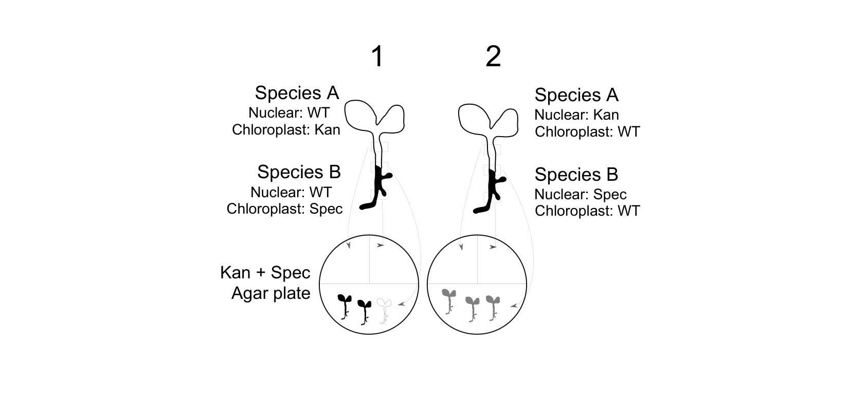 Figure 1 for Q31: Grafting Reveals Barriers to Gene and Genome Transfer Between Species