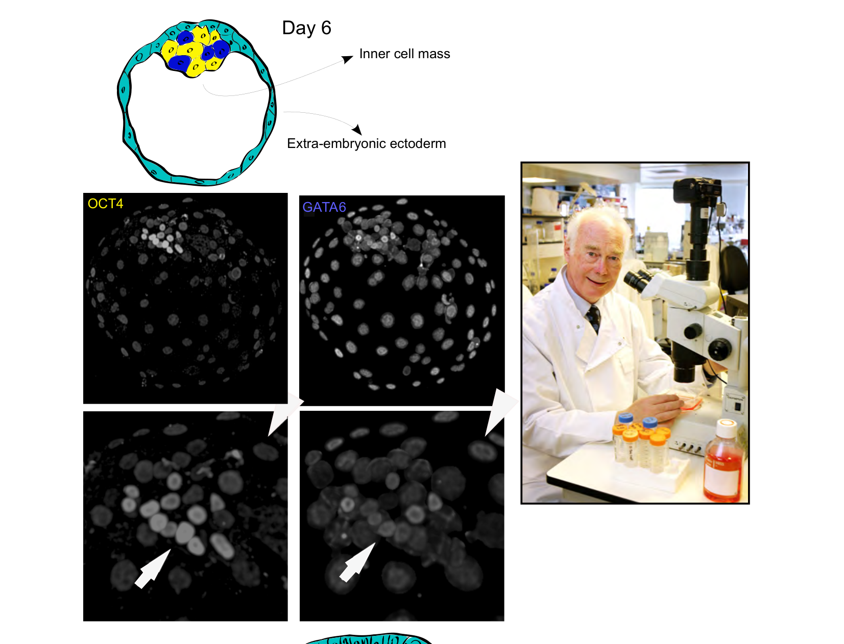 Figure 1 for Q32: Day 6