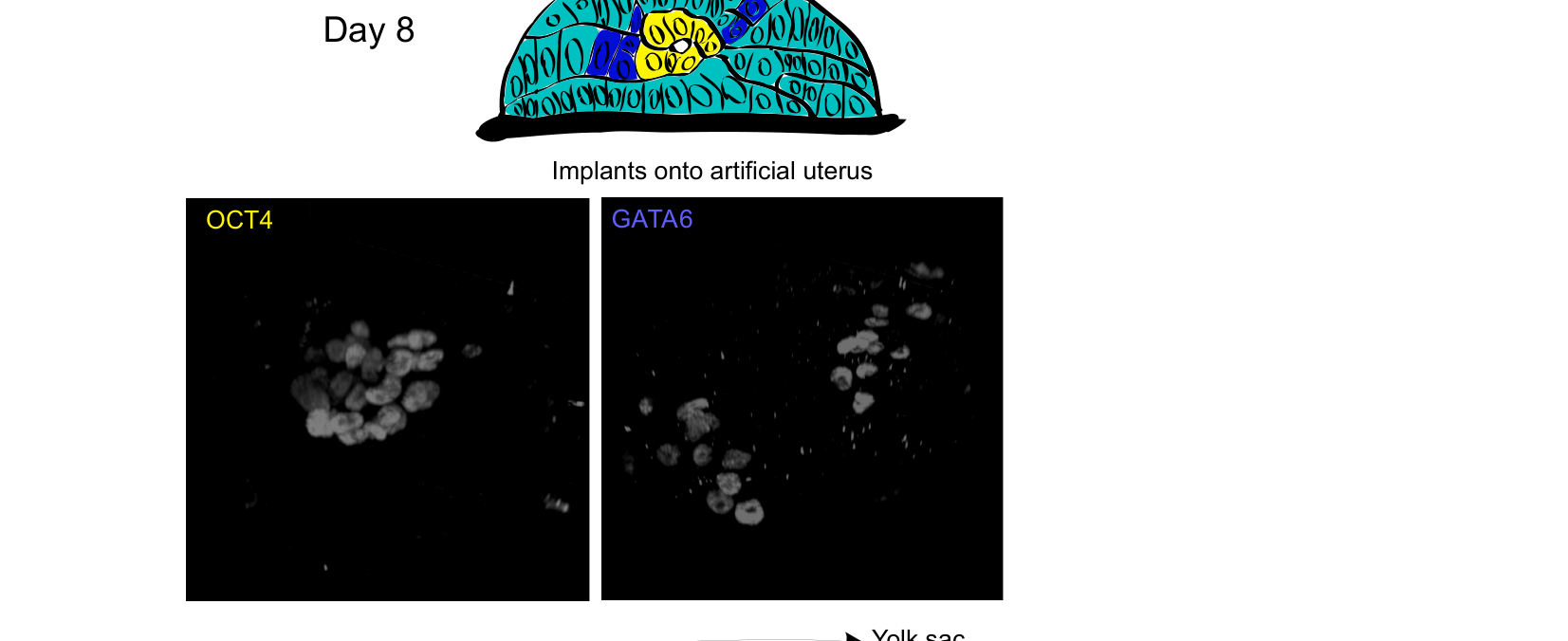 Figure 2 for Q32: Day 8