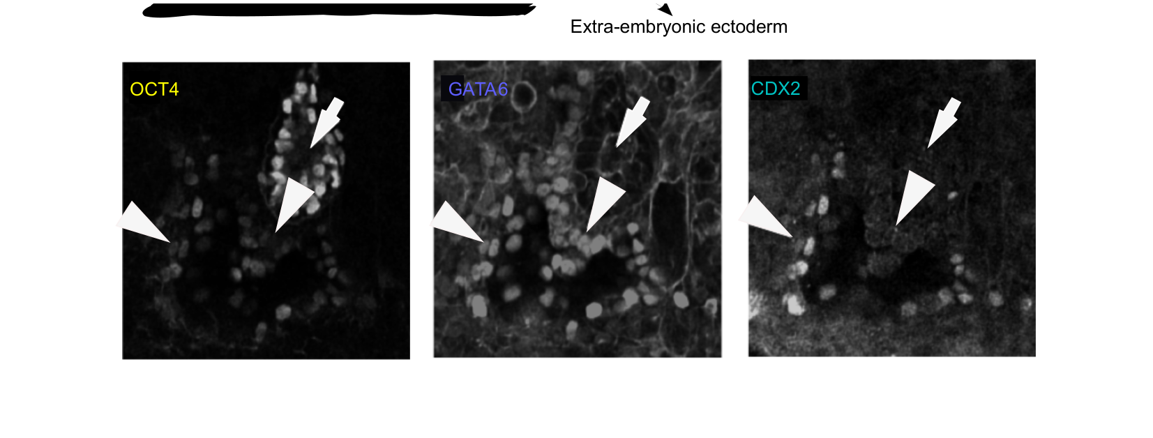 Figure 3 for Q32: Day 10
