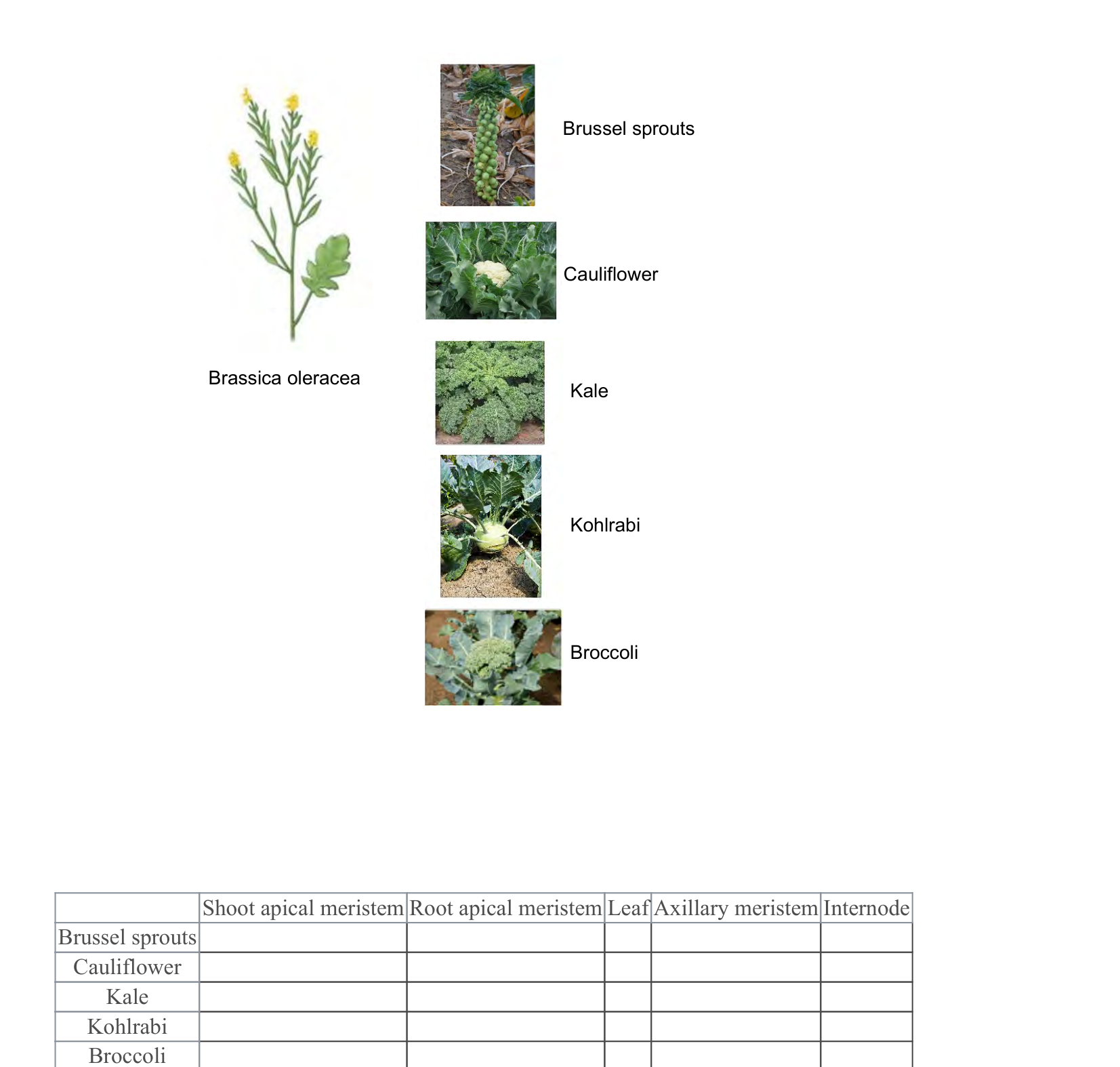 Figure 1 for Q33: Which Developmental Unit Was Selected to Make Each Brassica Crop?