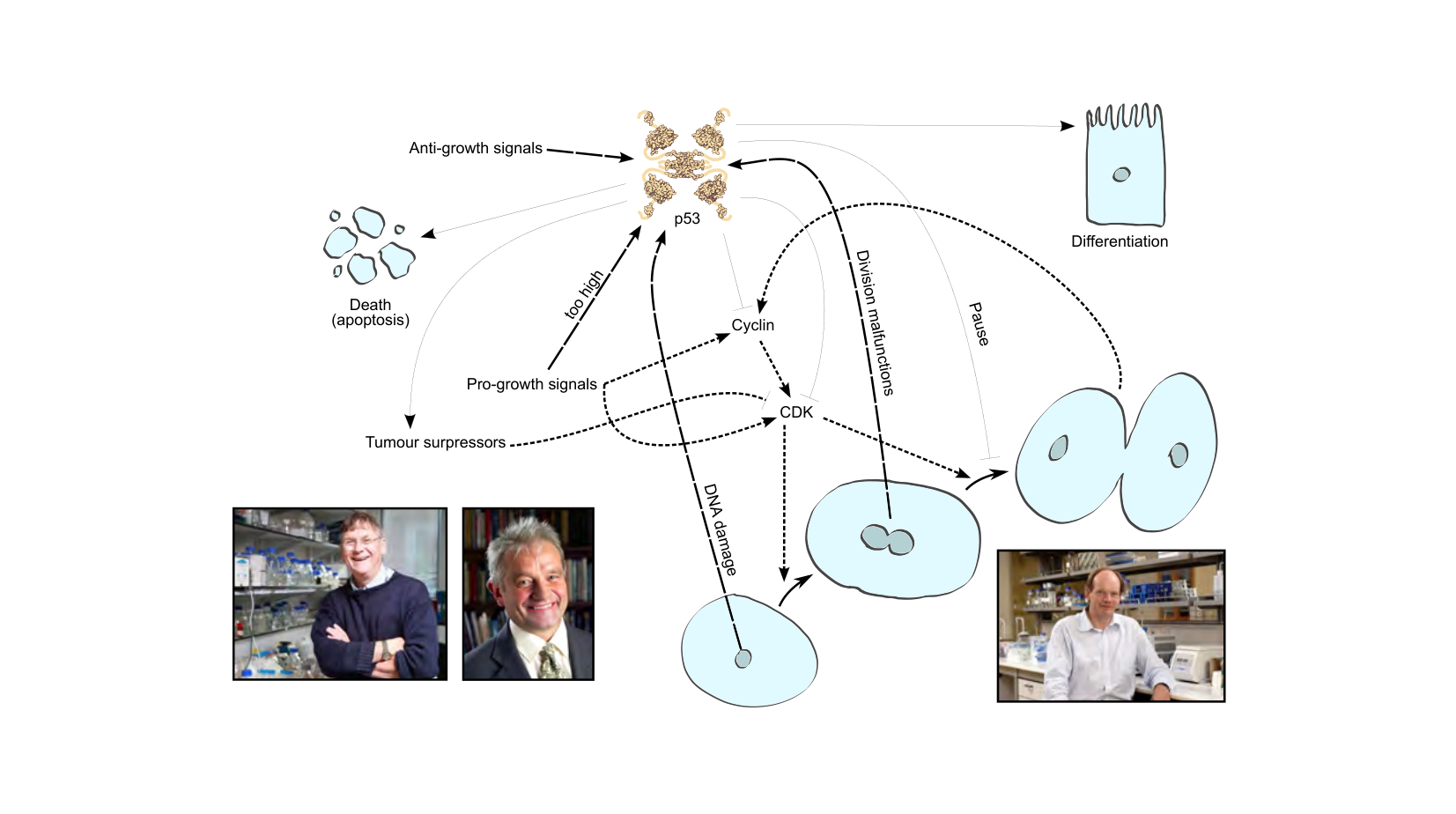 Figure 1 for Q34: p53’s Tetramer Threshold Guards Against Cancer