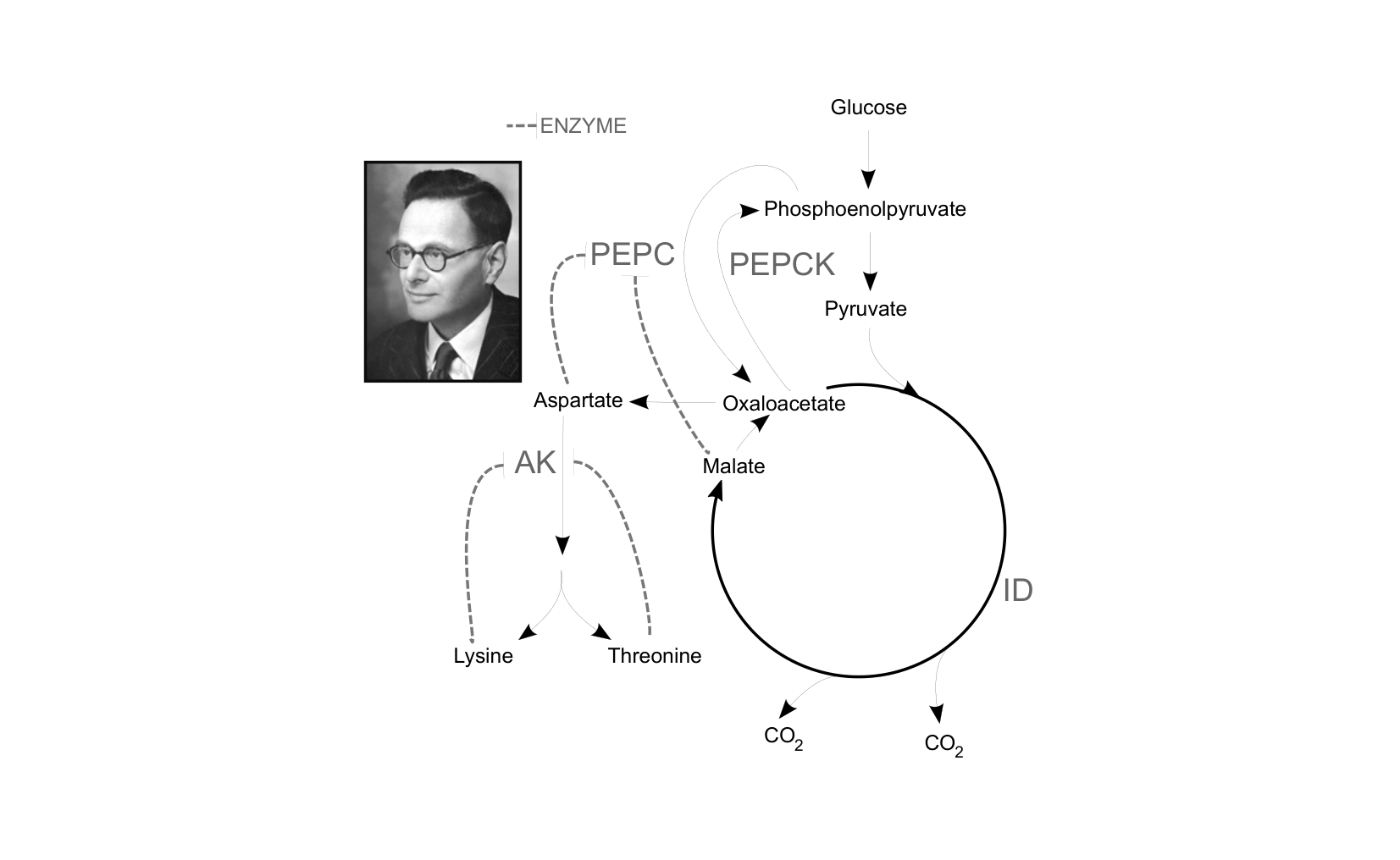 Figure 1 for Q37: Rerouting Flux Through an Engineered Krebs Cycle for Lysine