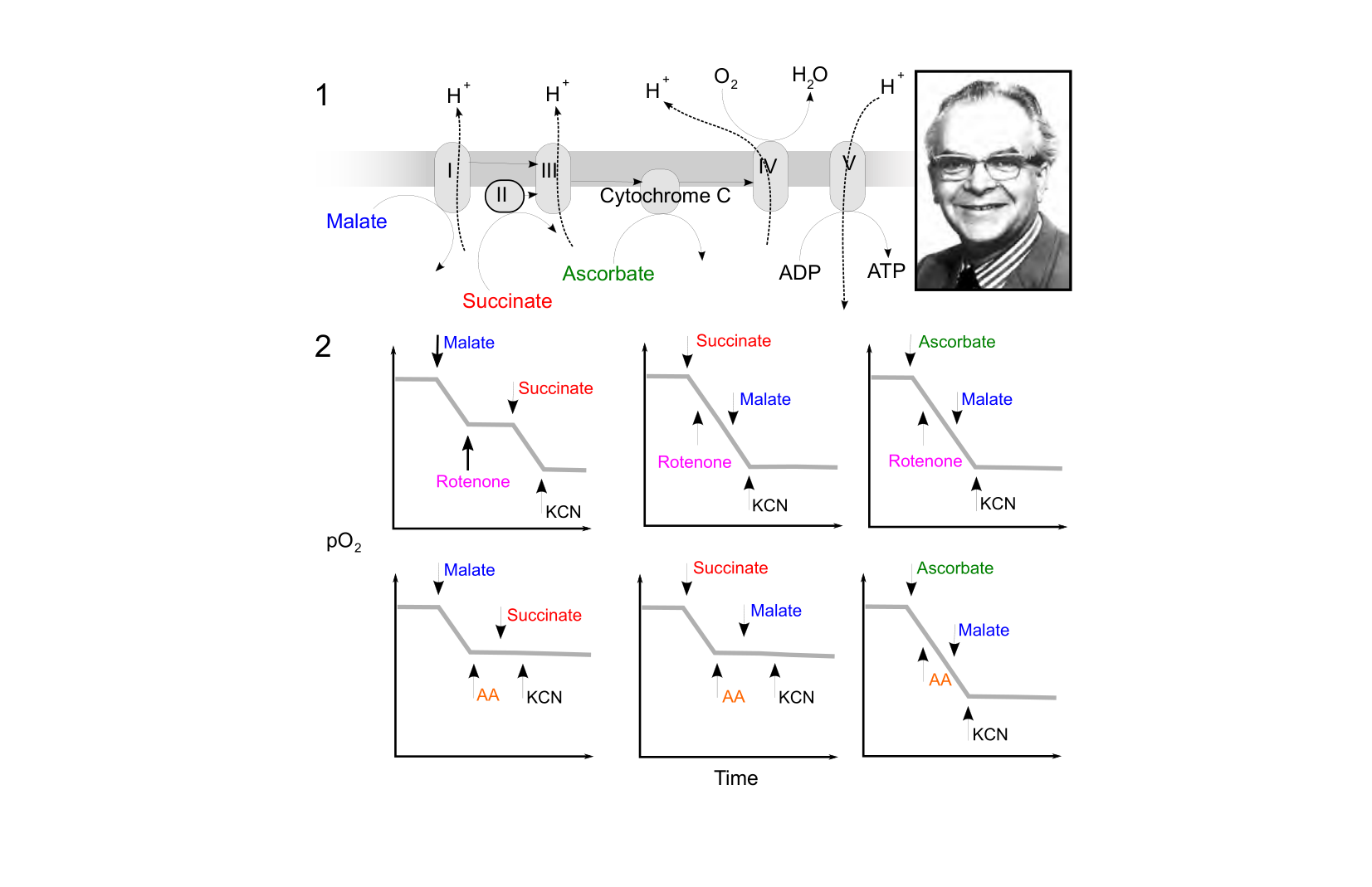 Figure 1 for Q38: Diagnosing Electron Transport Chain Poisons from O2 Traces