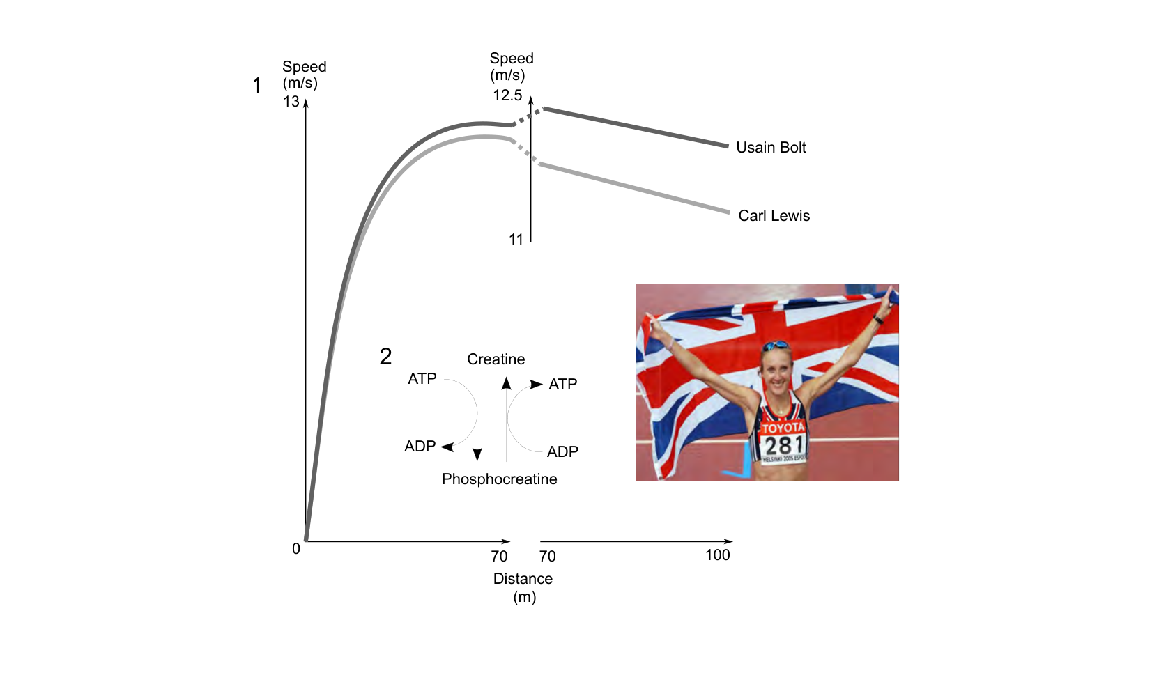Figure 1 for Q39: Phosphocreatine and Glycolysis Power the 100m Sprint