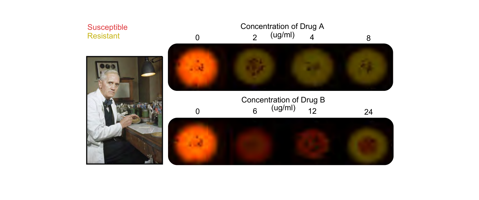 Figure 1 for Q42: Extracellular vs Intracellular Resistance Enzymes Shape Selection Pressure