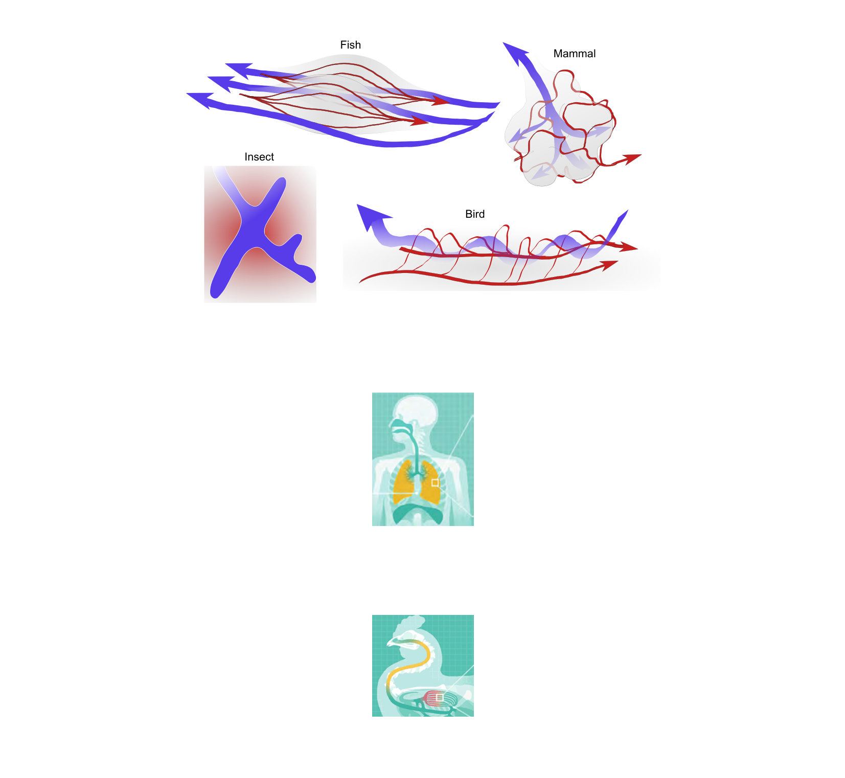 Figure 1 for Q6: Comparing Gas Exchange Strategies Across Animal Groups