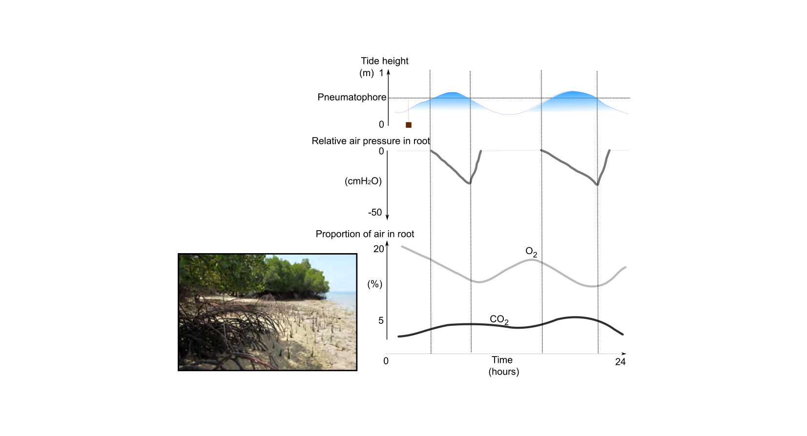 Figure 1 for Q7: Tidal Pressure Changes Drive Mangrove Root Gas Exchange