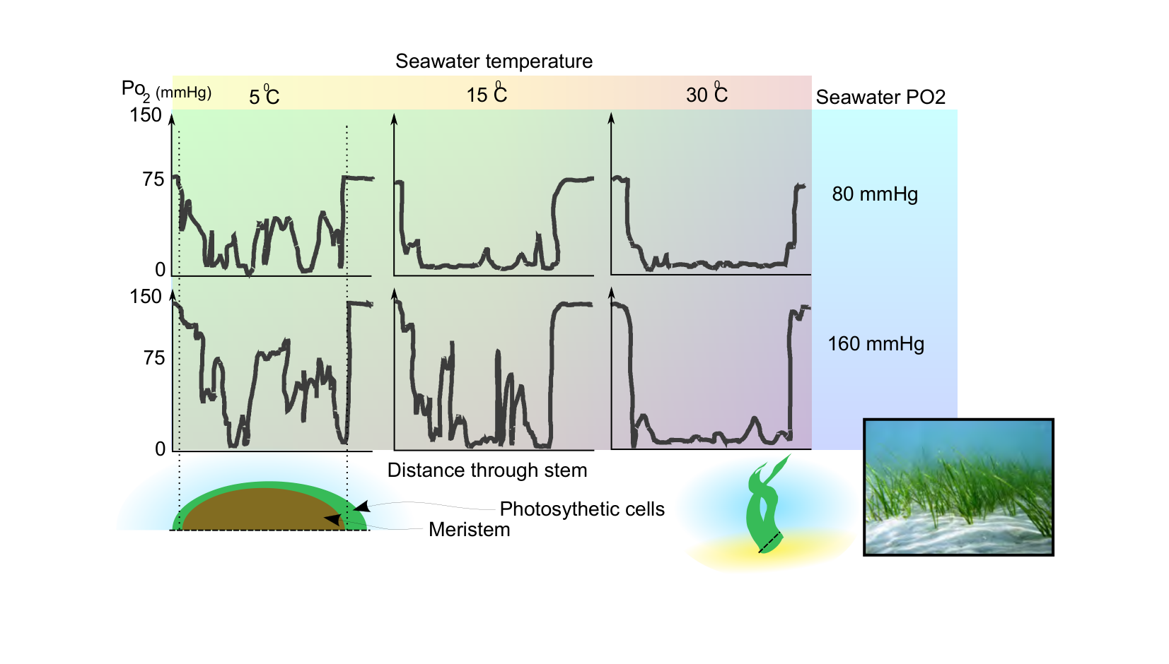 Figure 1 for Q8: Temperature and Metabolism Set Oxygen Levels in a Seagrass Meristem