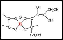 Boron-Sorbitol complex Table 1. Changes of the pH values of the pollen culture media containing different sugars after adding boric acid at different concentrations (first row).