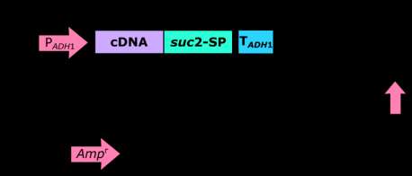 GAATTC: EcoR1 recognition site; GCGGCCGC: Not1 recognition site