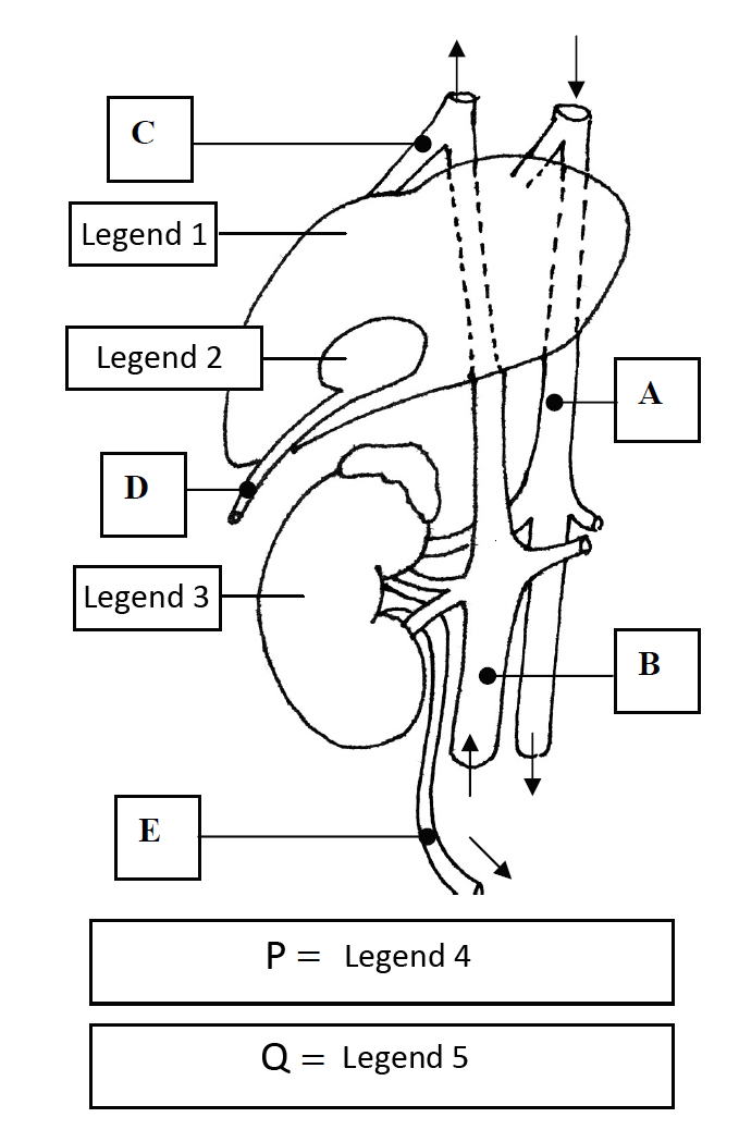 Line diagram of the liver (large outlined organ, top), gallbladder (small bean-shaped organ tucked beneath it), and kidney (bean-shaped organ, lower half) with connecting vessels. Labeled boxes with pointer lines mark individual vessels: C points to a vessel near the top of the liver; A points to a vessel running down the right side; B points to a vessel near the bottom of the paired vessels; D points to a duct near the gallbladder; E points to the single duct leaving the bottom of the kidney. Two additional boxes below read “P = Legend 4” and “Q = Legend 5”.