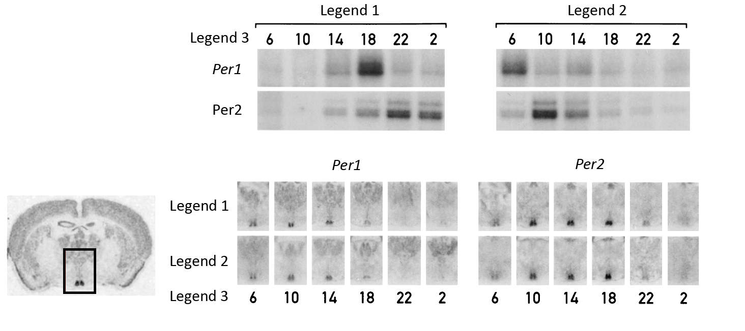 Top: two blot panels (Nighttime feeding, Daytime feeding), each showing Per1 and Per2 protein band intensity across timepoints 6, 10, 14, 18, 22, 2 (hours). Nighttime feeding: Per1 darkest at 18, faint elsewhere; Per2 darkest at 22. Daytime feeding: Per1 darkest at 6; Per2 darkest at 10. Bottom: brain coronal section (small, greyscale) with a boxed region highlighted, plus a grid of small in-situ hybridization images for Per1 and Per2 across the same six timepoints for both feeding conditions, showing a small dark-staining structure of varying intensity per timepoint.