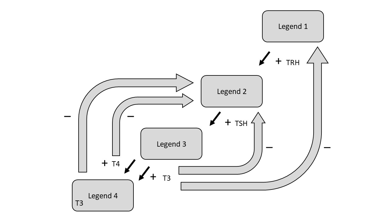Flowchart: Hypothalamus (top box) releases TRH (+) down to Anterior Pituitary (middle box), which releases TSH (+) down to Thyroid (lower box), which releases T4 and T3 (+) up from a “Peripheral body/blood” box. Minus signs mark negative-feedback arrows running from the peripheral hormone box back up to both the Anterior Pituitary and the Hypothalamus.
