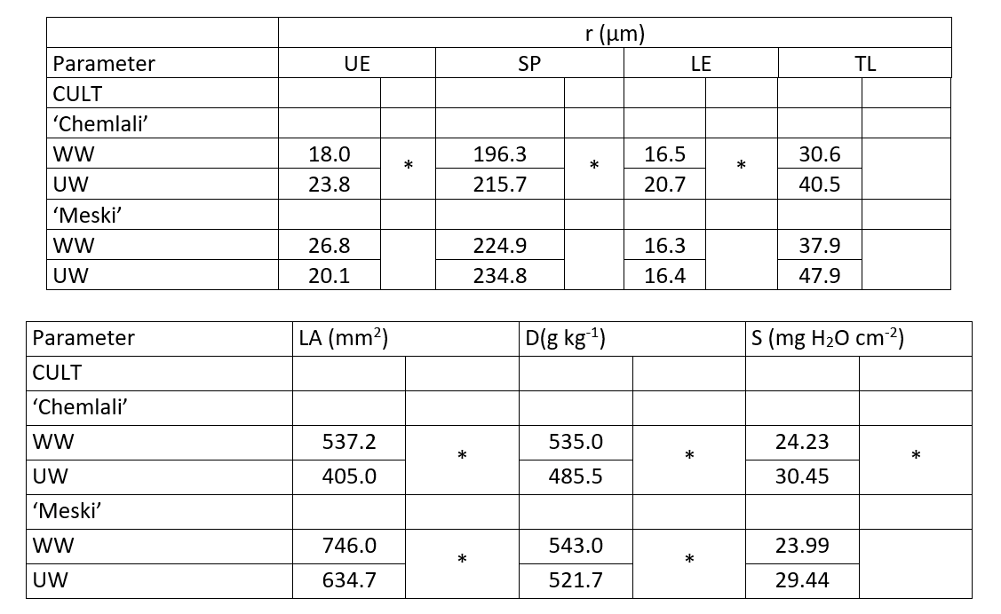 Two data tables. Top table: tissue thickness r (µm) for upper epidermis (UE), spongy parenchyma (SP), lower epidermis (LE), and trichome layer (TL), for each cultivar under well-watered (WW) and under-watered (UW) conditions, with asterisks marking significant differences: Chemlali WW/UW = UE 18.0/23.8, SP 196.3/215.7, LE 16.5/20.7, TL 30.6/40.5; Meski WW/UW = UE 26.8/20.1, SP 224.9/234.8, LE 16.3/16.4, TL 37.9/47.9. Bottom table: leaf area (LA, mm²), tissue density (D, g/kg), and succulence (S, mg H2O/cm²) for each cultivar/condition, all marked significant: Chemlali WW/UW = LA 537.2/405.0, D 535.0/485.5, S 24.23/30.45; Meski WW/UW = LA 746.0/634.7, D 543.0/521.7, S 23.99/29.44.