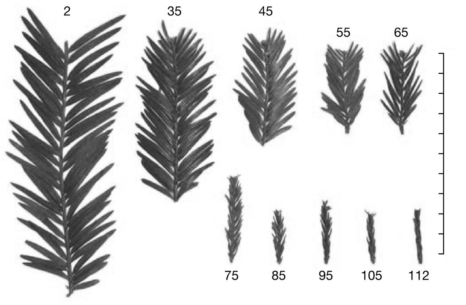 A row of leaf/frond samples photographed at increasing sampling heights (2, 35, 45, 55, 65, 75, 85, 95, 105, 112 m), showing a clear size gradient - large, broad, elongated leaves at low heights (2m, 35m) shrinking progressively to short, stubby, densely-needled leaves at the greatest heights (95-112m).