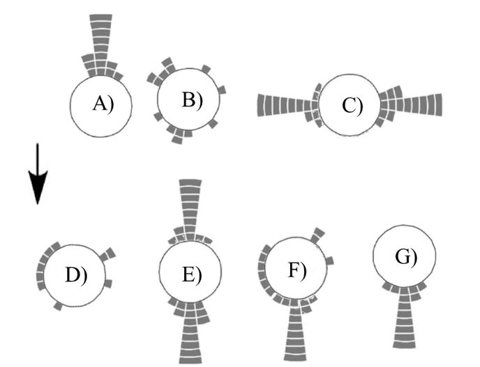 Seven labeled circular diagrams (A-G), each showing small tick-mark “growth” segments radiating from a circle in different patterns: A = a single dense, tightly-focused directional bundle (straight up); B = segments scattered fairly evenly all the way around the circle; C = two opposite dense bundles (left and right); D = segments scattered around the circle, somewhat sparser than B; E = a dense directional bundle (down) plus some scattered segments around the rest of the circle; F = a dense directional bundle (up) plus a few scattered segments; G = a strongly dominant single directional bundle (down) with almost no scatter elsewhere.