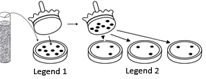 Diagram showing a cylindrical velvet-covered stamp being pressed onto a “Master plate” (a petri dish with several colonies marked as dots), then the same stamp transferring an identical pattern of colonies onto three separate “Replica plates” (each also petri dishes containing kanamycin).