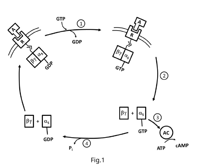 The Gs G-protein cycle: (1) GTP displaces GDP on the receptor-bound Gs heterotrimer; (2) the activated receptor dissociates; (3) GTP-bound αs splits from βγ and activates adenylyl cyclase (AC), converting ATP to cAMP; (4) αs hydrolyses GTP to GDP + Pi, and βγ/αs-GDP reassociate, resetting the cycle.