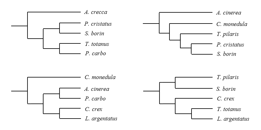 Four small cladogram fragments, each showing 5 of the 10 named bird species clustered in a different partial arrangement, illustrating overlapping subsets of the true relationships: (top-left) A. crecca separate, then P. cristatus+S. borin paired, joined with T. totanus+P. carbo paired; (top-right) A. cinerea separate, then C. monedula joined with a T. pilaris+(P. cristatus+S. borin) group; (bottom-left) C. monedula separate, then A. cinerea+P. carbo paired, joined with C. crex+L. argentatus paired; (bottom-right) T. pilaris+S. borin paired, joined with C. crex+(T. totanus+L. argentatus).