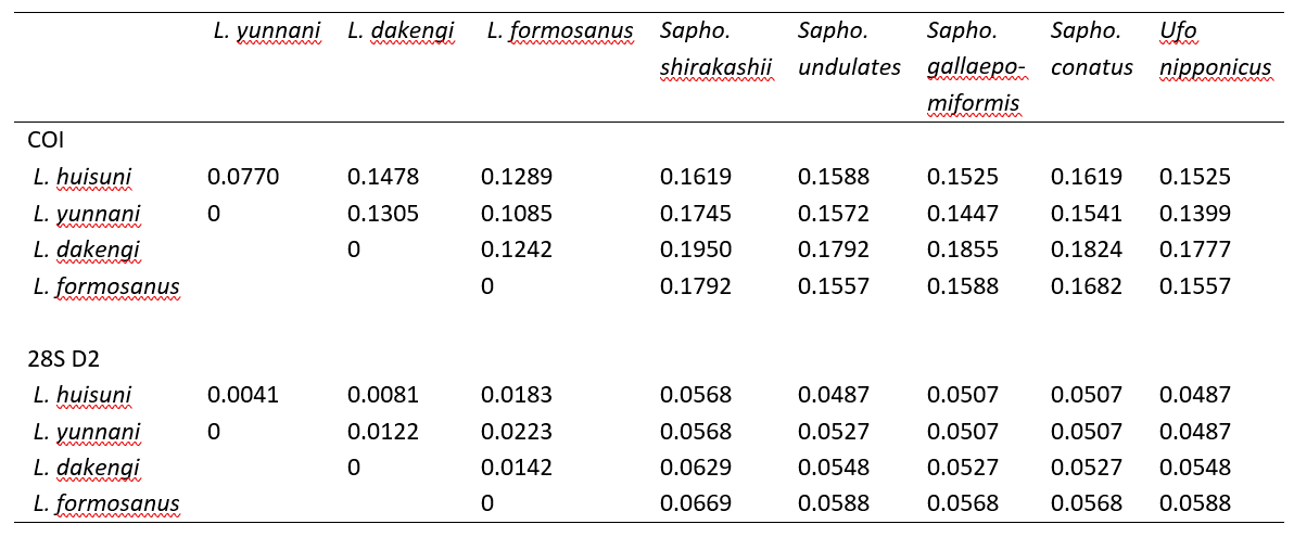 A p-distance matrix table with two sections (COI and 28S D2), each comparing L. huisuni, L. yunnani, L. dakengi, and L. formosanus against each other and against four other related gall wasp species/genera (Sapho. shirakashii, Sapho. undulates, Sapho. gallaepomiformis, Sapho. conatus, Ufo nipponicus). Within the four Lithosaphonecrus species, the smallest p-distance in both COI (0.0770) and 28S D2 (0.0041) is between L. huisuni and L. yunnani; all four species have p-distances of 0.10-0.20 (COI) and 0.004-0.02 (28S D2) to each other, versus much larger, roughly-uniform distances (0.14-0.20 COI, 0.05-0.07 28S D2) to all of the outgroup species/genera.