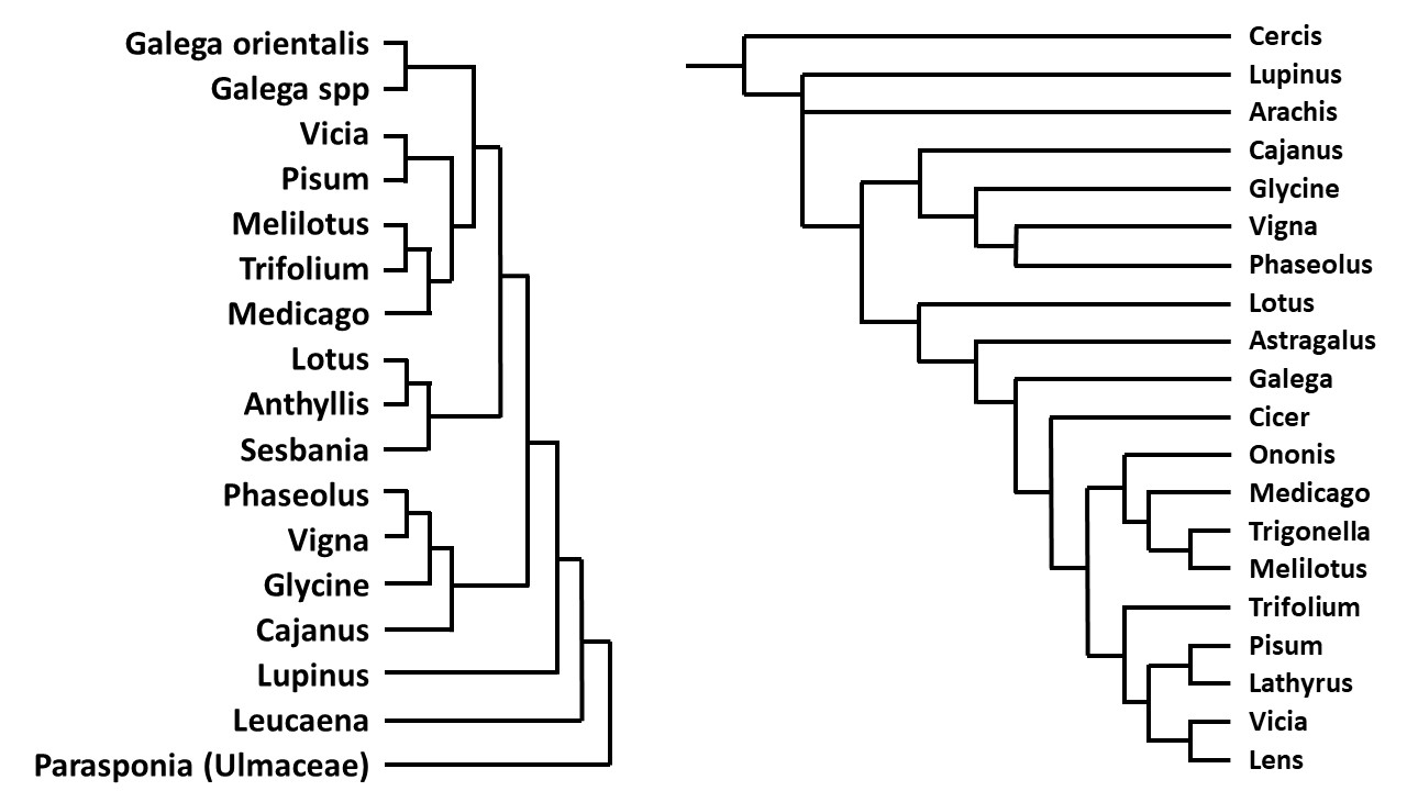 Two independently-constructed cladograms of legume genera. Fig.1 (left): 17 genera including Galega, Vicia, Pisum, Melilotus, Trifolium, Medicago, Lotus, Anthyllis, Sesbania, Phaseolus, Vigna, Glycine, Cajanus, Lupinus, Leucaena, and Parasponia (an outgroup from family Ulmaceae), arranged with Melilotus/Trifolium/Medicago grouped together near Vicia/Pisum. Fig.2 (right): 20 genera including Cercis, Lupinus, Arachis, Cajanus, Glycine, Vigna, Phaseolus, Lotus, Astragalus, Galega, Cicer, Ononis, Medicago, Trigonella, Melilotus, Trifolium, Pisum, Lathyrus, Vicia, and Lens, arranged with Medicago/Melilotus/Trigonella/Ononis/Cicer in one subclade and Trifolium/Pisum/Lathyrus/Vicia/Lens in a separate, different subclade.
