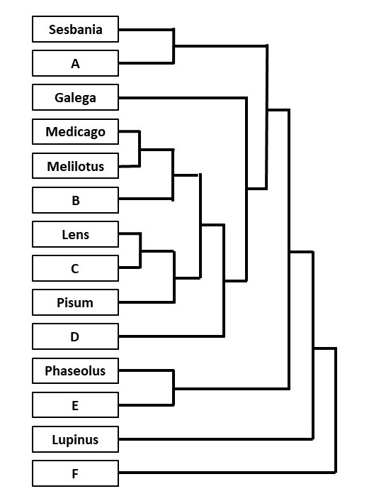 A combined/consensus cladogram with several tips replaced by placeholder letters: a “Sesbania + A” pair; a separate “Galega” branch; a “Medicago + Melilotus + B” group; a “Lens + C + Pisum” group, together with “D” forming a larger clade; a “Phaseolus + E” pair; a separate “Lupinus” branch; and a separate “F” branch, all joined into one overall tree.