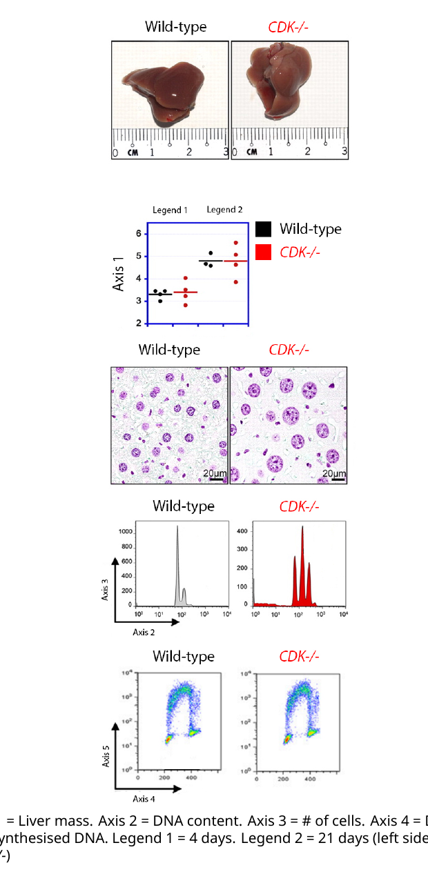 Five-panel figure: (top) photos of a regenerated wild-type liver vs. a CDK-/- liver, similar size; (scatter plot) liver mass at 4 and 21 days, WT and CDK-/- overlapping; (histology) H&E-stained hepatocyte nuclei, CDK-/- nuclei visibly larger; (DNA-content histogram) WT shows one main peak, CDK-/- shows several higher-ploidy peaks; (flow cytometry) newly-synthesised DNA vs. total DNA content, WT and CDK-/- patterns similar.