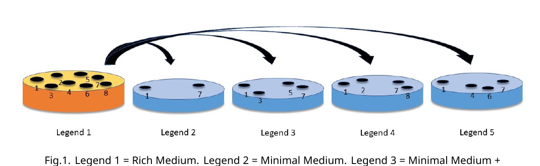Five agar plates: Legend 1 (Rich Medium) shows all 8 numbered colonies growing; Legend 2 (Minimal Medium) shows only colonies 1 and 7; Legend 3 (Minimal + Phenylalanine) shows 1, 3, 5, 7; Legend 4 (Minimal + Leucine) shows 1, 2, 7, 8; Legend 5 (Minimal + Arginine) shows 1, 4, 6, 7.