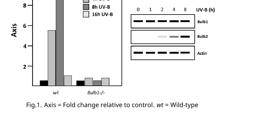 Panel A: bar chart of bulb2 transcript fold-change (relative to control) at 0/4/8/16h UV-B, in WT (rising sharply to ~9-fold at 8h then falling by 16h) vs. Bulb1-/- (flat, near baseline throughout). Panel B: blot-style panel showing Bulb1 protein constant across 0/1/2/4/8h UV-B, Bulb2 protein absent at 0-1h then appearing and increasing from 2h through 8h, Actin loading control constant throughout.
