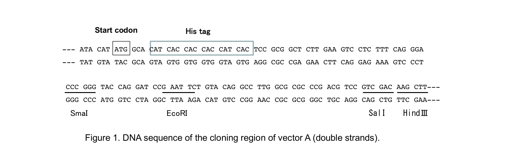 DNA sequence of the cloning region of vector A (double strands).