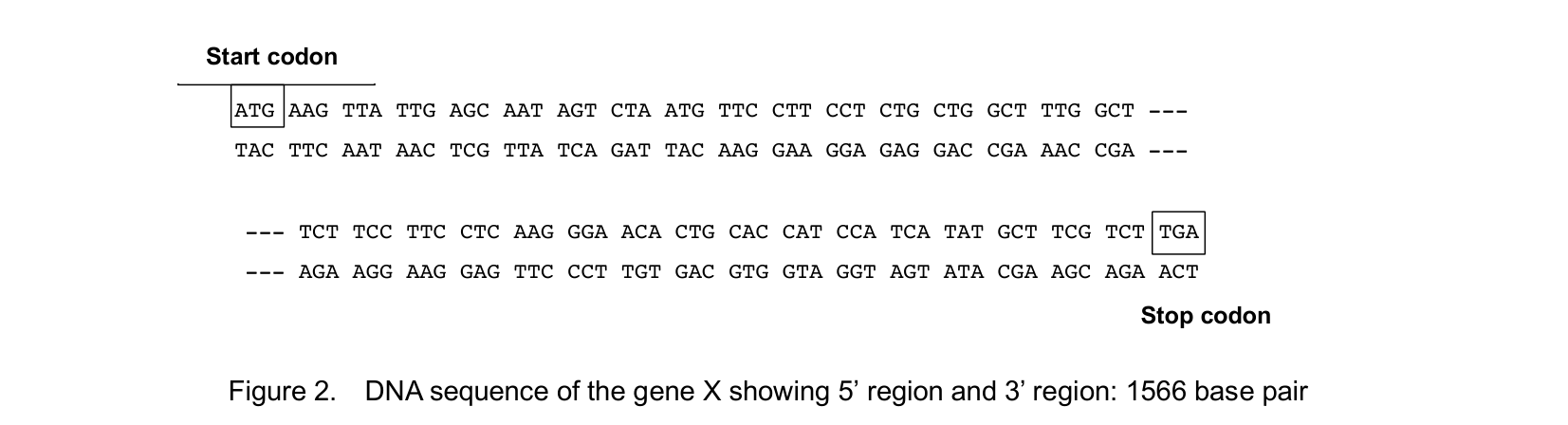DNA sequence of the gene X showing 5’ region and 3’ region: 1566 base pair +)63#  4'26’/%‘0(5*‘)’/‘!