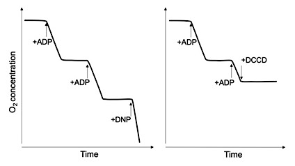 Oxygen consumption of mitochondria in suspension. Identical aliquots of ADP were added in both experiments.