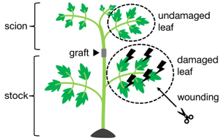 Schematic illustration of graft experiments 40 Table 1