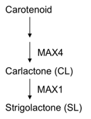 Biosynthetic pathway of strigolactone Schematic illustration of grafting experiments