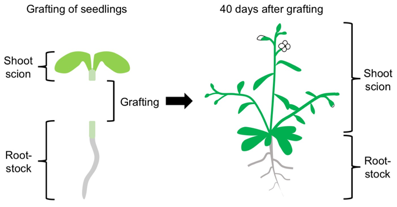 Number of shoot branches in the grafted plants 42