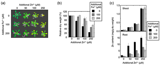 Effects of additional Zn and Fe ions on plant growth Plants that had been grown on half-strength MS media, supplemented with additional Zn2+and/or Fe2+at the indicated concentrations, were pictured from above (a), measured for the dry weight of the shoot (b), and