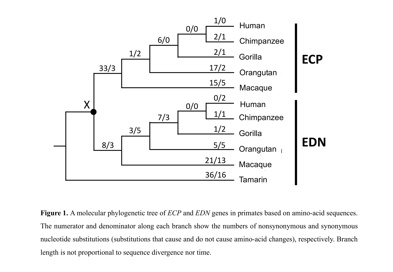 A molecular phylogenetic tree of ECP and EDN genes in primates based on amino-acid sequences. The numerator and denominator along each branch show the numbers of nonsynonymous and synonymous nucleotide substitutions (substitutions that cause and do not cause amino-acid changes), respectively.