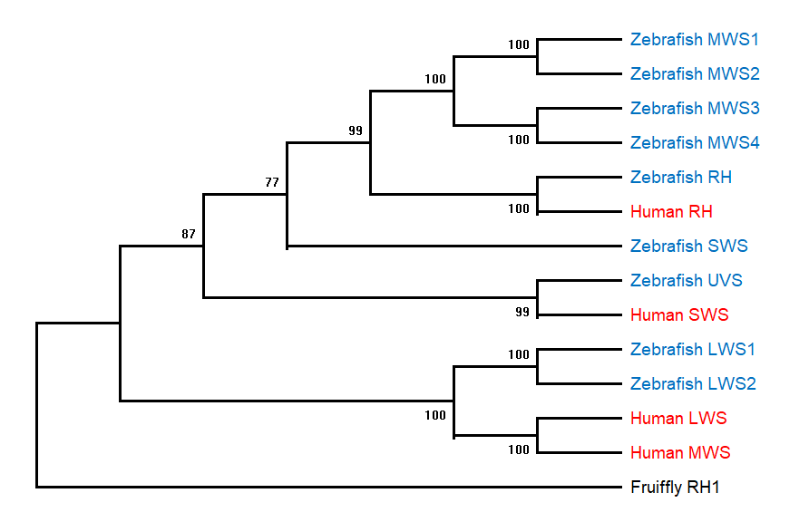 A phylogenetic tree based on the amino-acid sequences of all opsin genes in the human and zebrafish genomes. LWS: Long Wavelength Sensitive opsin, MWS: Middle Wavelength Sensitive opsin, SWS: Short Wavelength Sensitive opsin, UVS: Ultra Violet Sensitive opsin, RH: Rhodopsin type opsin.