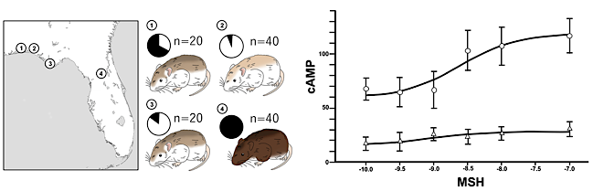 (left) Four localities of habitat of P. polionotus in the Florida peninsula. (right) Cartoons represent the color patterns of the mice in each locality. Pie charts indicate the frequencies of the R allele (black) and C allele (white). n indicates the number of individuals surveyed.