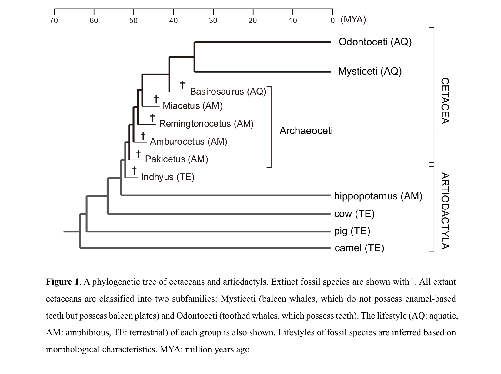 A phylogenetic tree of cetaceans and artiodactyls. Extinct fossil species are shown with†. All extant cetaceans are classified into two subfamilies: Mysticeti (baleen whales, which do not possess enamel-based teeth but possess baleen plates) and Odontoceti (toothed whales, which possess teeth).