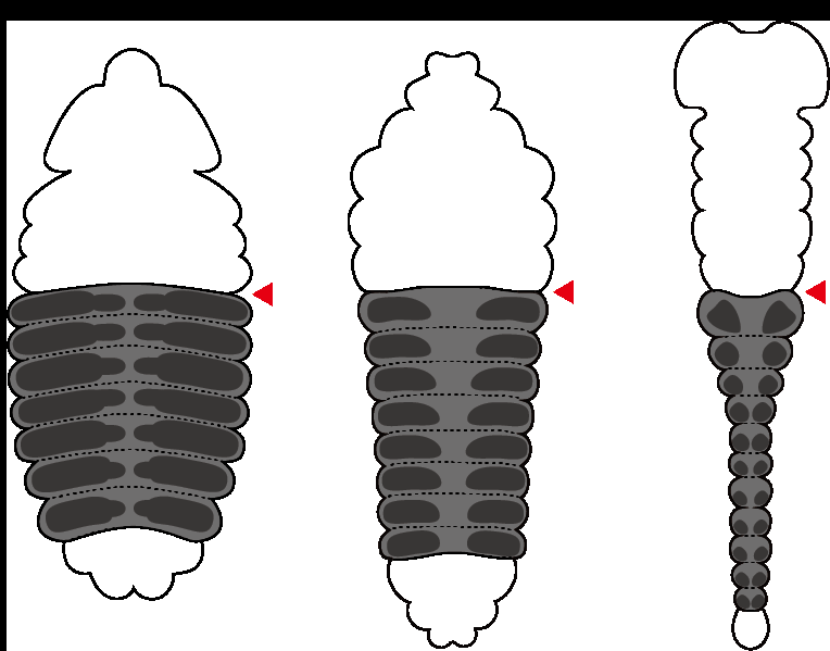 (A) Eight Hox genes on the fruit fly genome: lab, pb, Dfd, Scr, Antp, Ubx, abd-A, and Abd-B. (B) Segmental expression pattern of the Hox genes in the fruit fly embryo. Anterior is the left. The expression patterns for each gene are illustrated by labels that correspond to (A).