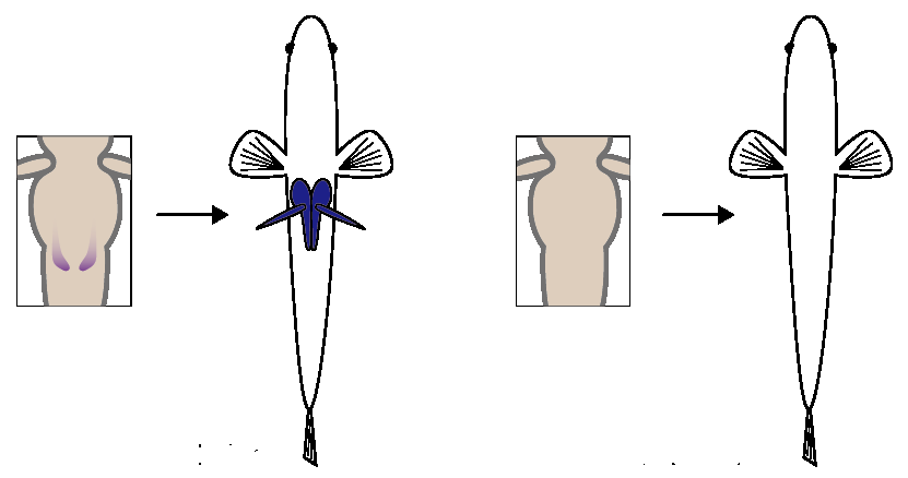 Ventral view of marine (left) and freshwater (right) sticklebacks, showing the presence/absence of pelvic spines (shown by dark blue). Anterior is to up. (Boxes) Magnified ventral view of stickleback embryos showing Pitx1 expressions in the pelvic fin buds.