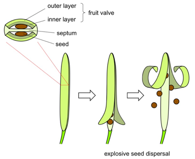Explosive bending and coiling of a fruit valve of C. hirsuta To study how the fruit valve of C. hirsuta builds up energy for bending, researchers examined effects of various treatments and conditions on the bending of fruit valves (Table 1).