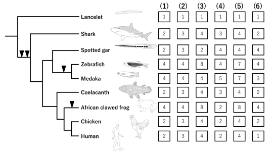 (left) The phylogenetic tree of a broad range of vertebrates and lancelet (an ancestor of vertebrates). (right) The answer options for the number of Hox gene clusters in each species from (1) to (6).