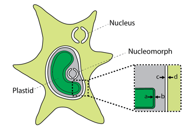 Schematic illustration of the ultrastructure of chlorarachniophytes. The box area is magnified to show that the plastid is bound by four membranes. Choose the most appropriate combination in the following.