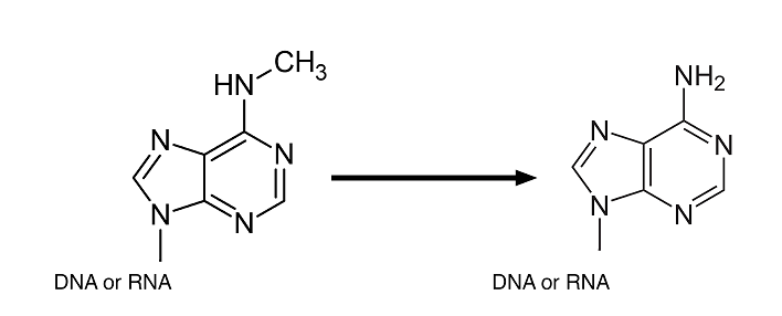 Figure 1. Reaction catalyzed by atALKBH9B — demethylation of N6-methyladenosine (m6A) back to adenine on DNA/RNA