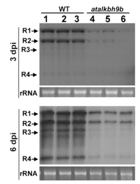Figure 2. Separation of viral RNAs by gel electrophoresis in WT vs atalkbh9b plants, 3 and 6 days post infection. rRNA is the ribosomal RNA of the host cell, used as a loading control.