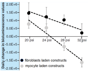 Figure 3. Daily change in bioluminescence values vs. extrusion pressure, for fibroblast- and myocyte-laden constructs.